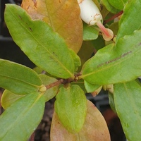 Eucryphia intermedia 'Rostrevor'